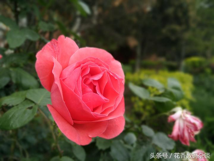 努比亚z17mini专业评测,努比亚z17mini测评最新