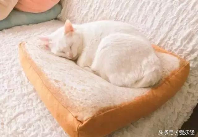 爱妖经｜买了这个猫咪专用土司坐垫，也许我们就能有猫了！