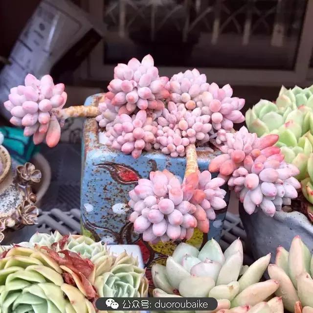 好养又耐看的多肉小老桩,好养活又漂亮的多肉老桩