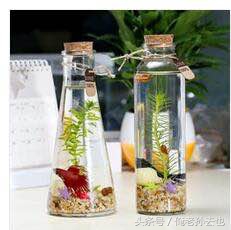 制作生态瓶发现了什么,制作生态瓶你发现了什么