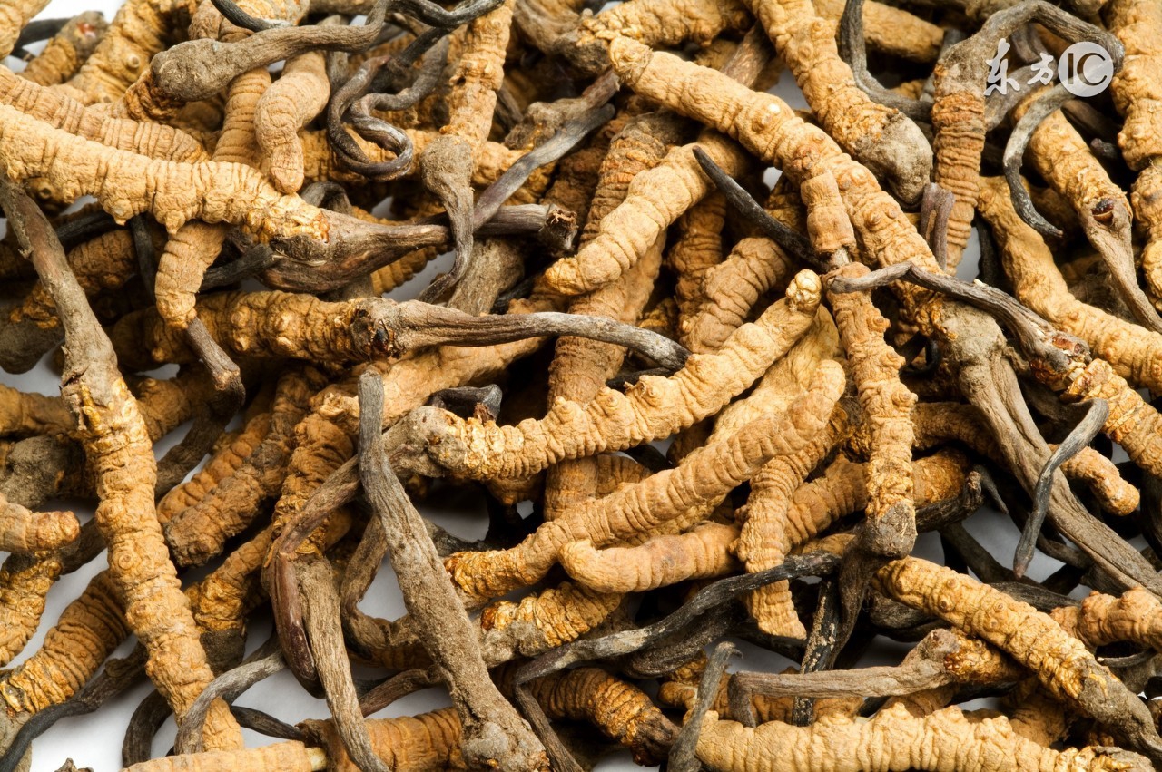 长期服冬虫夏草会上火吗,冬虫夏草长期喝会上火吗