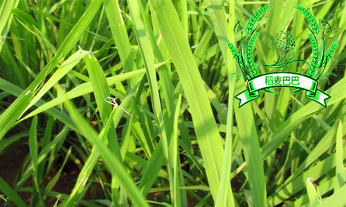 水稻叶片干尖,水稻秧苗叶子发白怎么办