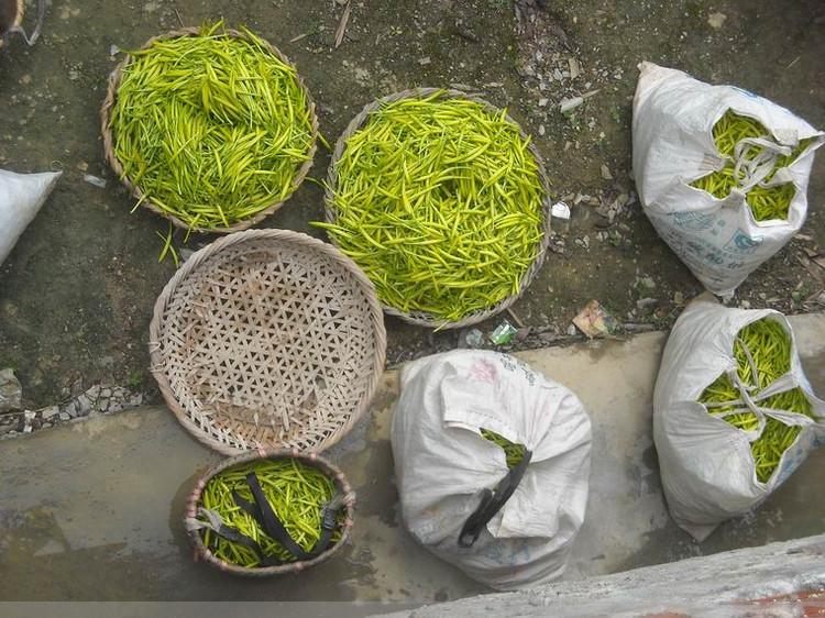 忘忧草有神奇的功效吗,忘忧草可以入药吗