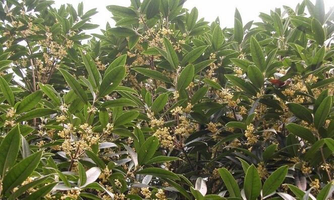 有哪些花卉可以驱蚊无毒,4种好看又好养的驱蚊花