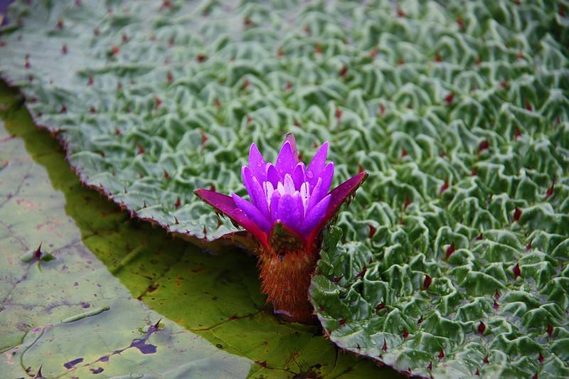 长得像板栗的外壳很多刺是什么,长的像板栗但壳不是刺