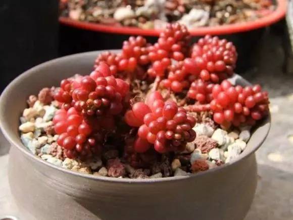 入坑仅1年，他的肉肉竟然全都大变样？！这真的是同一颗肉肉吗？