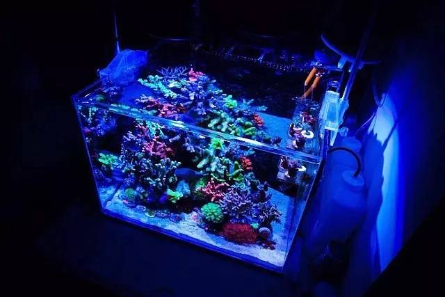 红树海缸,适合海缸的红树品种