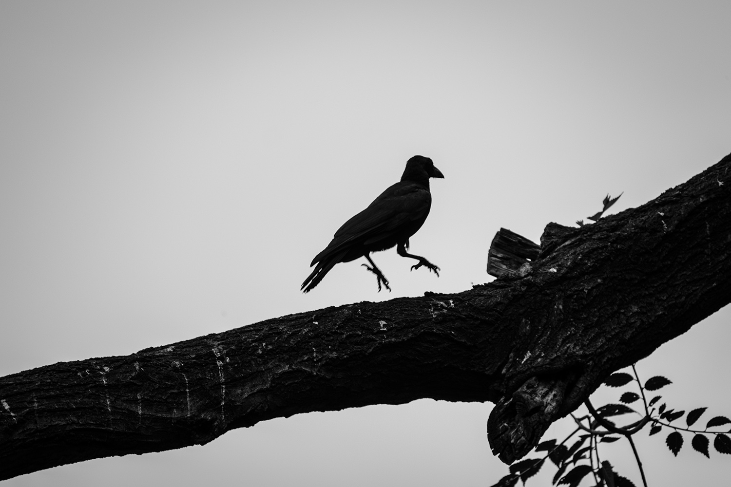 鏈潵甯屾湜涔嬪厜瑙嗛,鏈潵涔嬪厜甯屾湜涔嬪厜