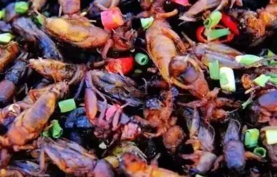 虫子卖到百元一斤,农村常见的虫子现在卖3000元一斤