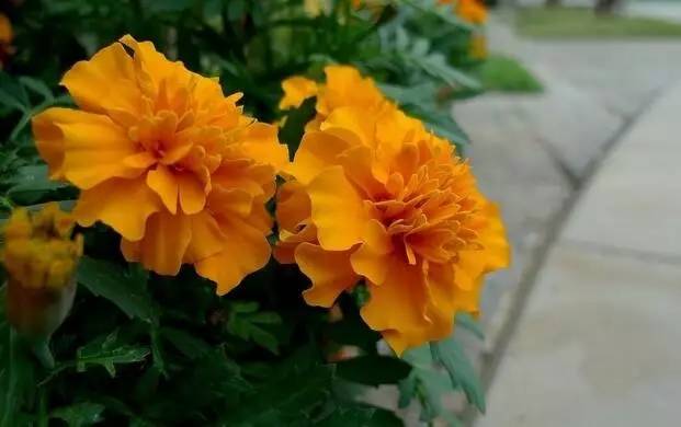 母亲节送21朵康乃馨什么意思,母亲节为什么要送康乃馨