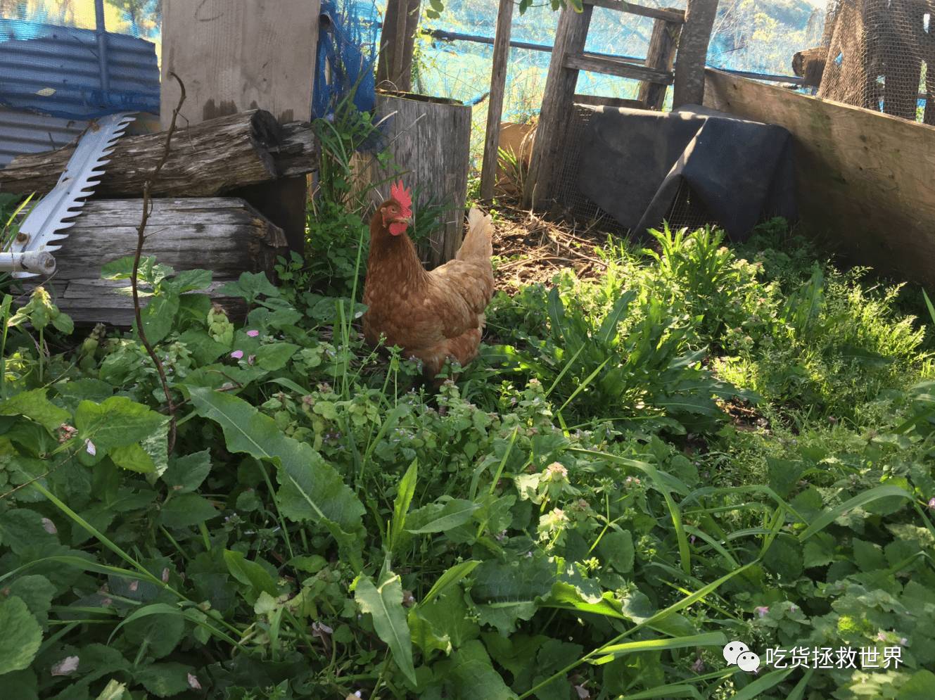 鎴戝湪妯辫姳灏忛晣,鍦ㄦū鑺遍鑸炵殑瀛ｈ妭