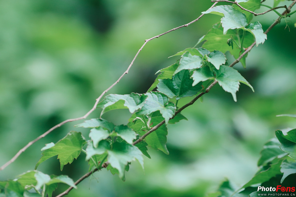 佳能eos77d镜头挑选,小白摄影入门了解佳能77d