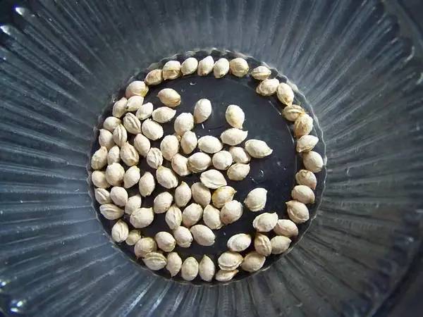 烟台吃小樱桃的地方,山东烟台绝对是吃樱桃的好地方