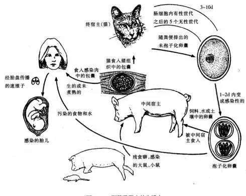 养狗狗会不会影响怀孕,养狗狗对孕早期影响大吗