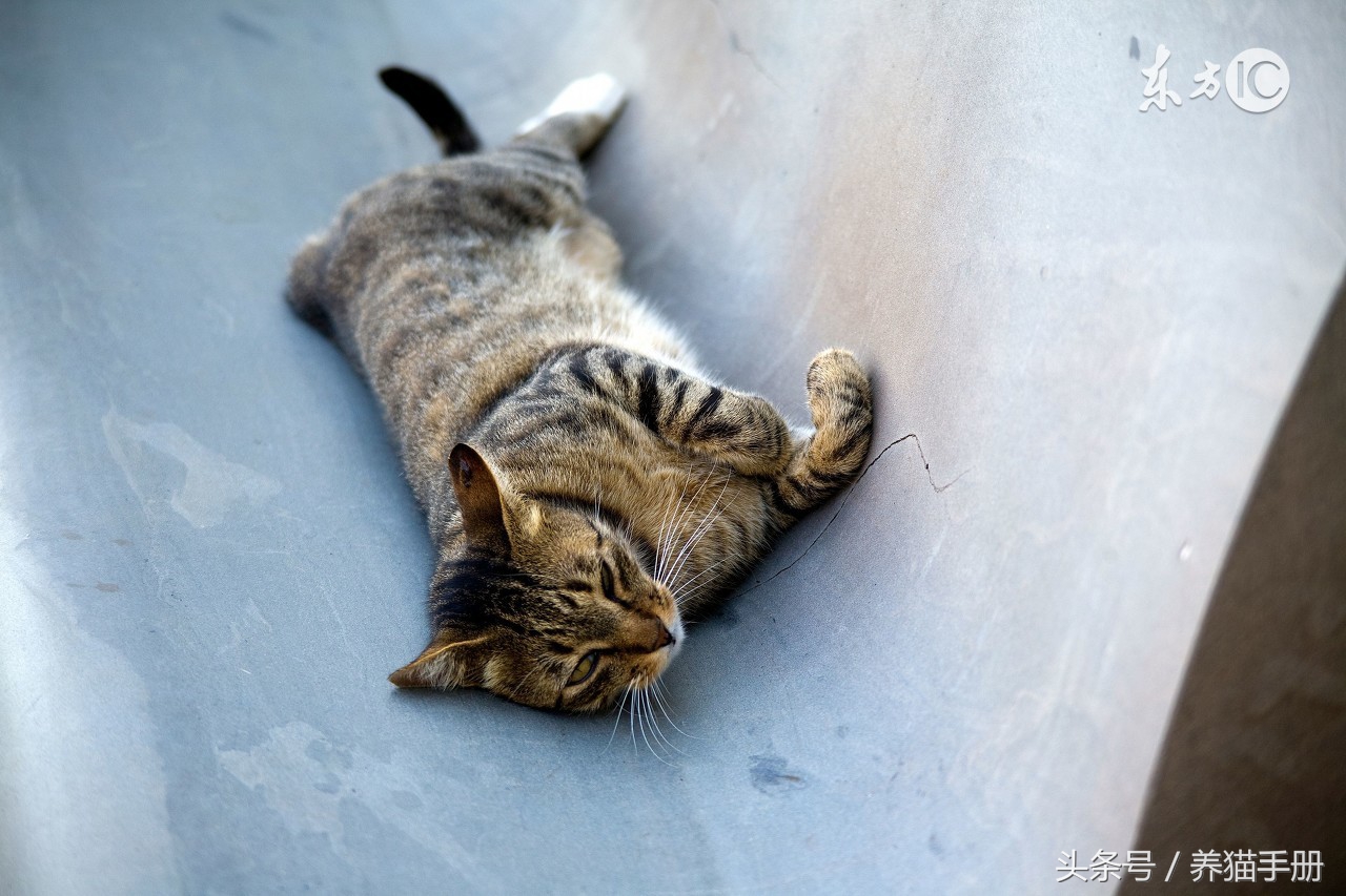 养猫常见的疾病和解决方法,猫咪常见疾病和救治