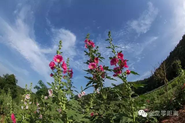 周末踏青最美樱花谷,周末乡村游田园美景醉游人