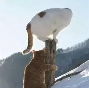 波尔多逆袭之路,波尔多葡萄酒发展过程