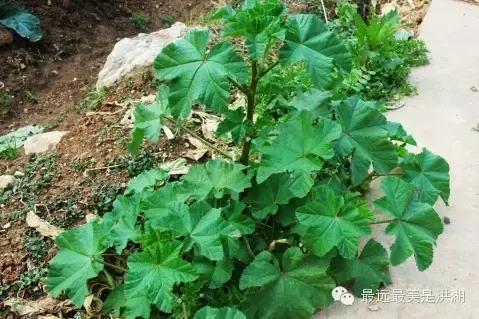 农村随处可见的野草,农村随处可见的草也能卖