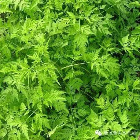 农村随处可见的野草,农村随处可见的草也能卖