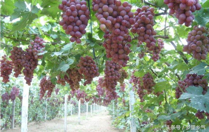 农民增收好项目,农民种植致富新项目