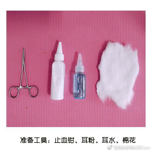 宠物耳道清洁,宠物美容学校30天能学到什么