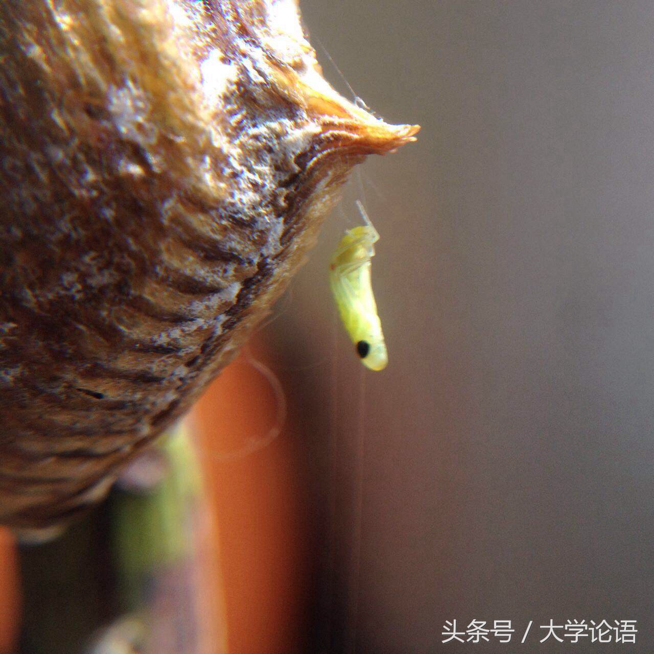 螳螂的儿童睡前故事,关于螳螂幼儿的故事简短