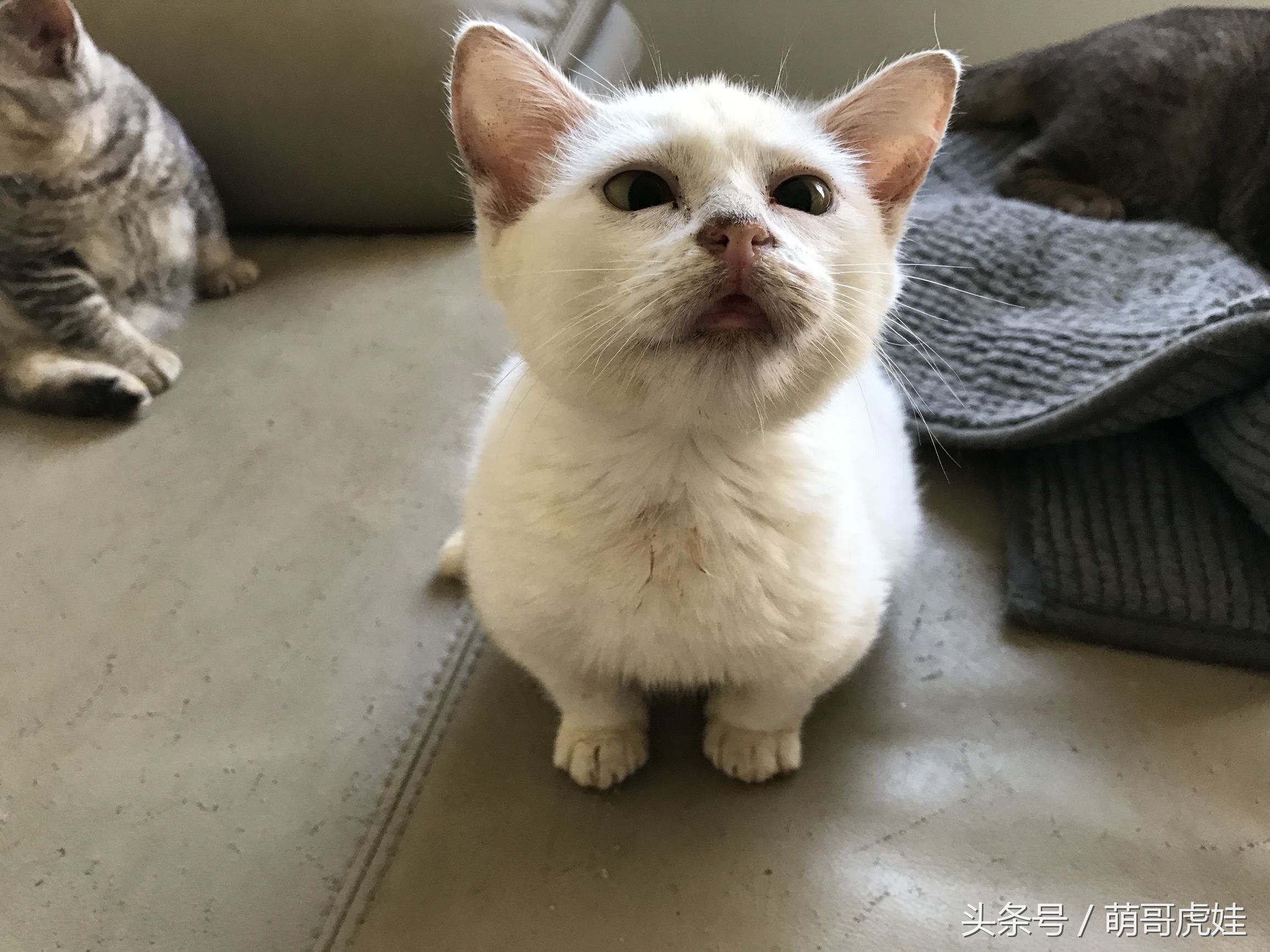 猫咪见证铲屎官的爱情,铲屎官满脸伤的亲猫咪