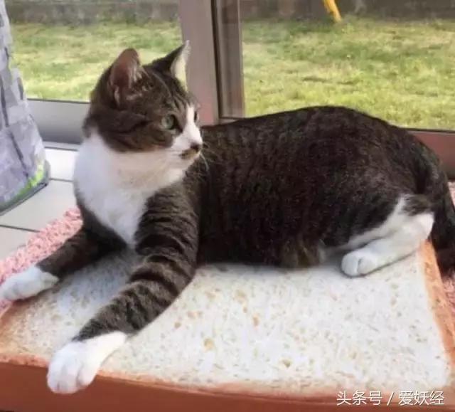 爱妖经｜买了这个猫咪专用土司坐垫，也许我们就能有猫了！