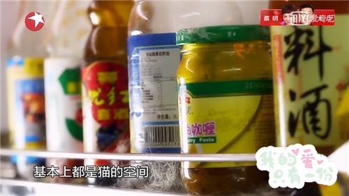 人猫共存空间设计,两只公猫两只母猫的房间怎么设计