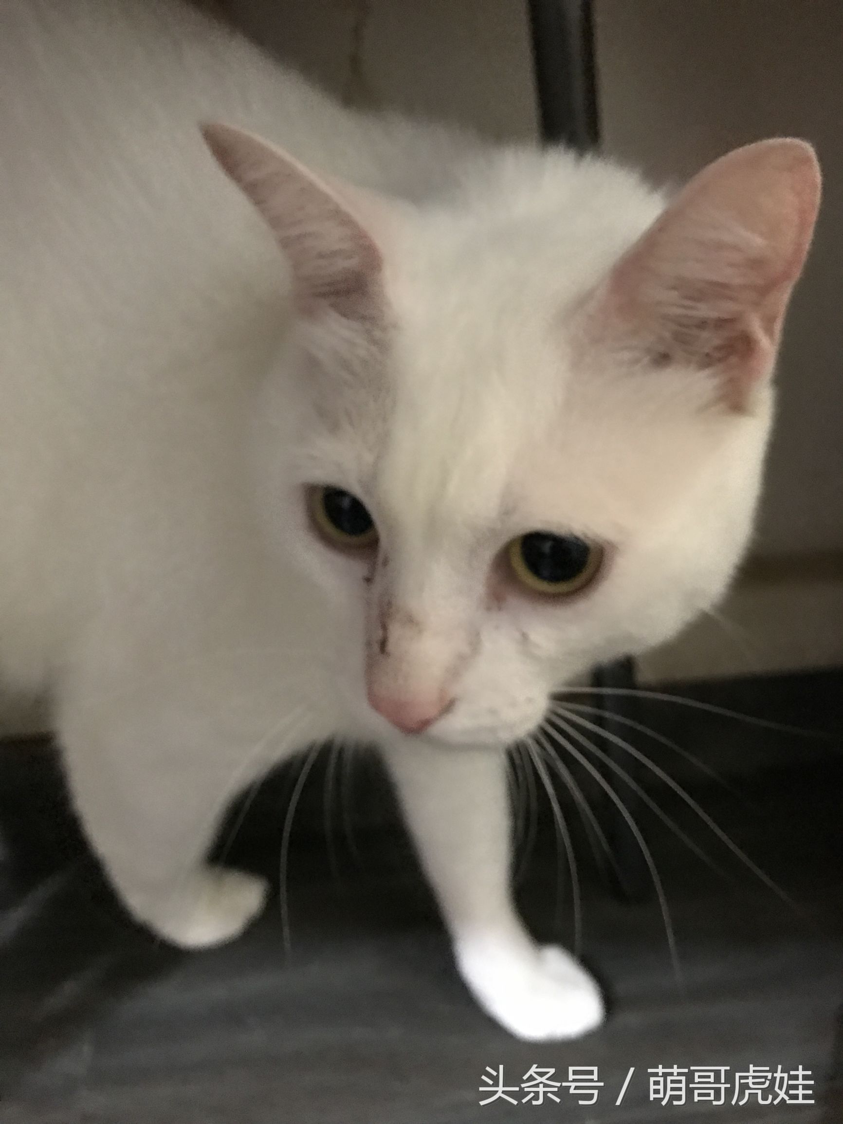 小猫胖胖的不爱动,小猫很胖但是脸却不圆