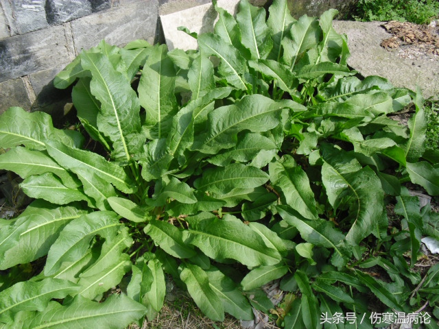 黄芩黄连地肤子苦参白茅根怎么用,荆芥黄连苦参黄芩地肤子