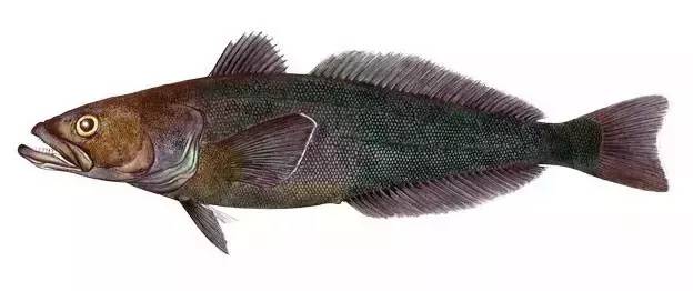 吃寿司生鱼片会感染什么寄生虫,寿司店的寿司有没有寄生虫