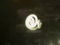 吃寿司生鱼片会感染什么寄生虫,寿司店的寿司有没有寄生虫