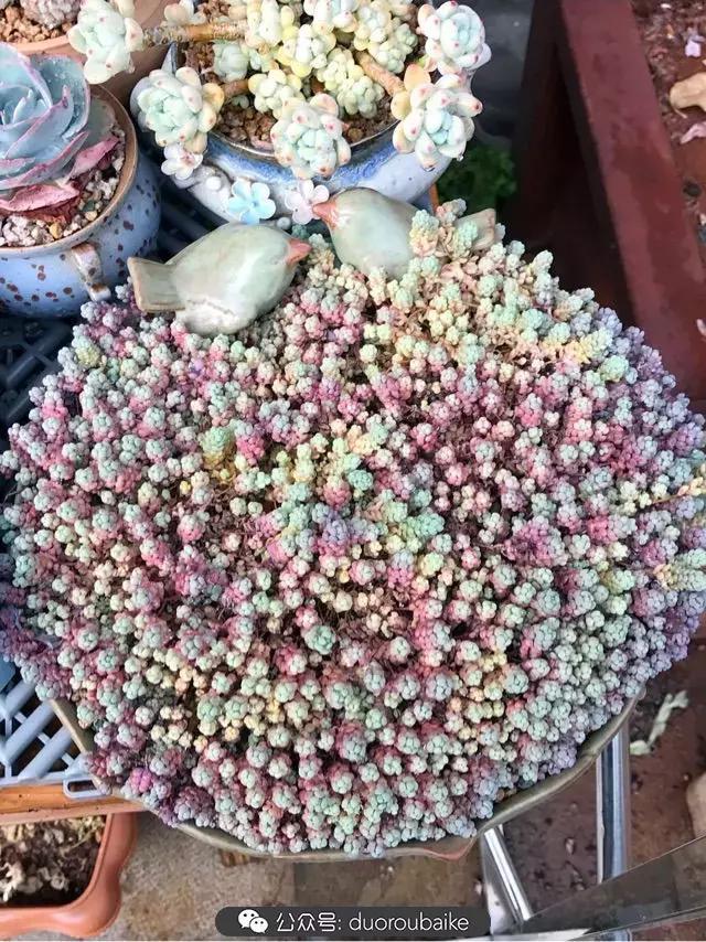 好养又耐看的多肉小老桩,好养活又漂亮的多肉老桩