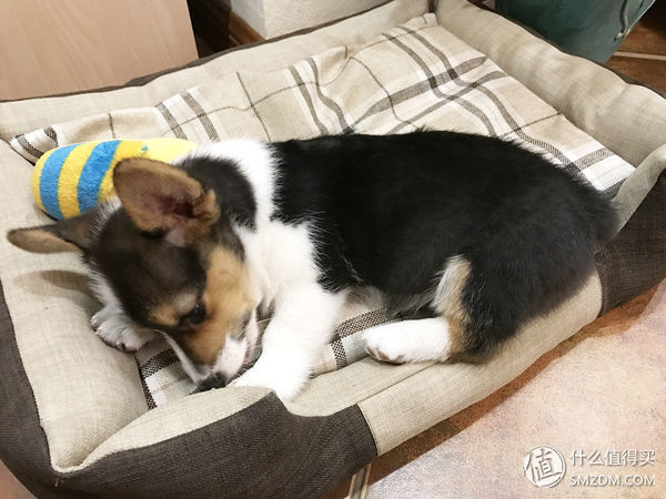 目测托米你要火!丝倍亮成犬全价托米亲吃评测以及托米的成长史