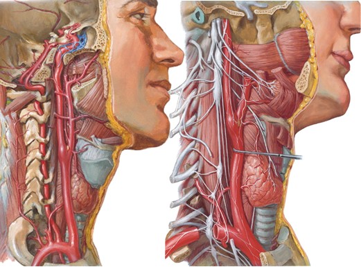 颈椎病的头晕和高血压头晕区别,颈椎病的头晕跟高血压的头晕区别