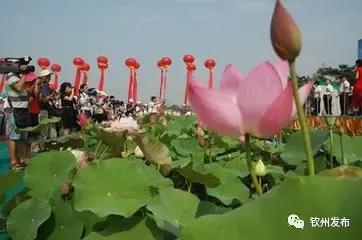 五一钦州旅游攻略及费用,钦州旅游活动