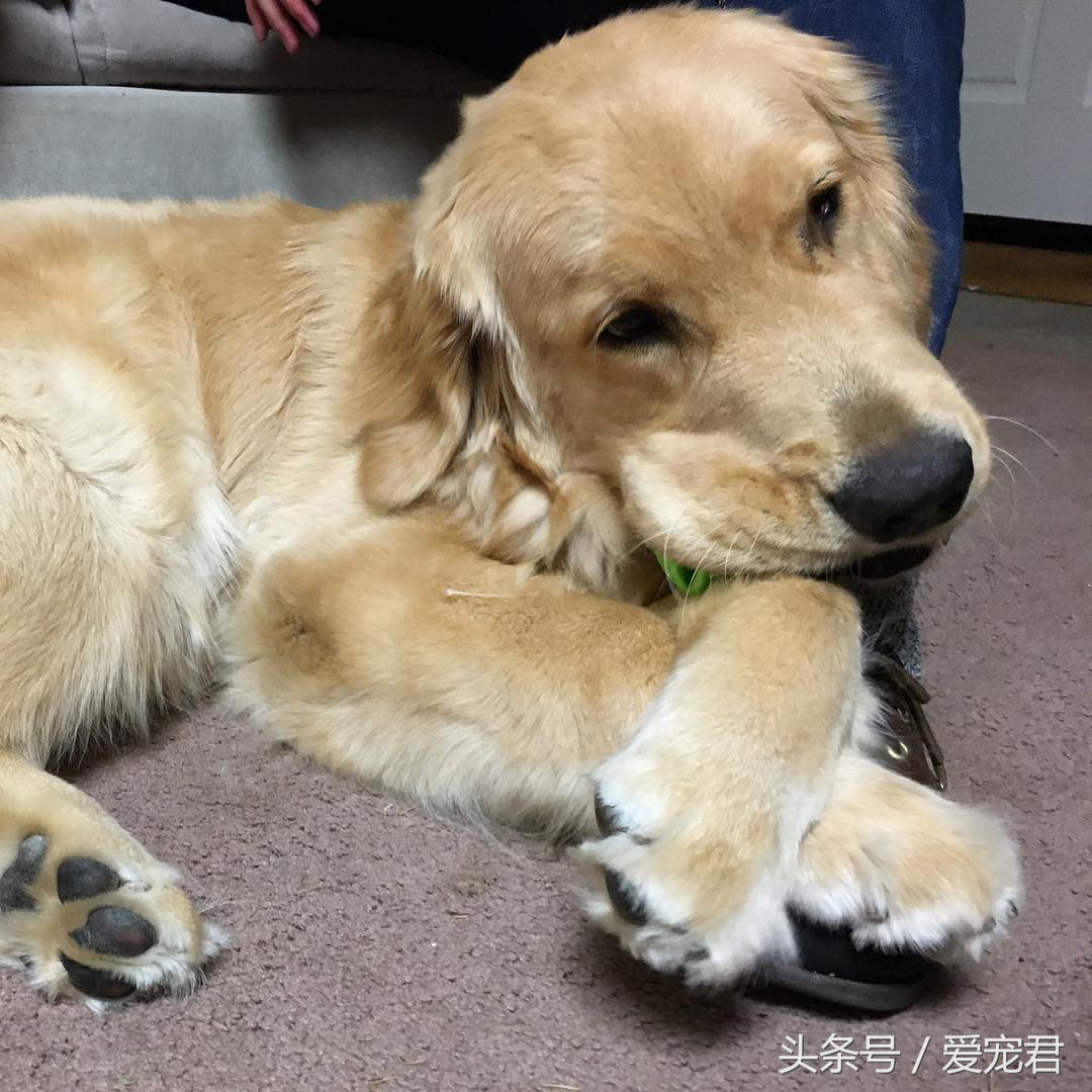 狗狗吐奶什么原因,小狗崽吐奶是怎么回事