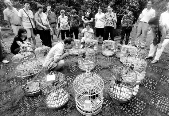 宠物知识在线解答,宠物八哥知识大全