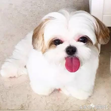 夏日养狗如何预防中暑,养狗的常识铲屎官