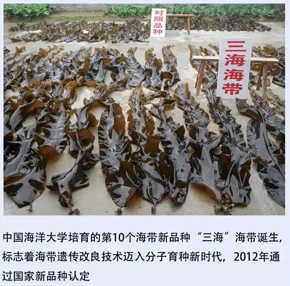 中国海大，究竟是中国哪所大学？致敬我的青春、我的母校！