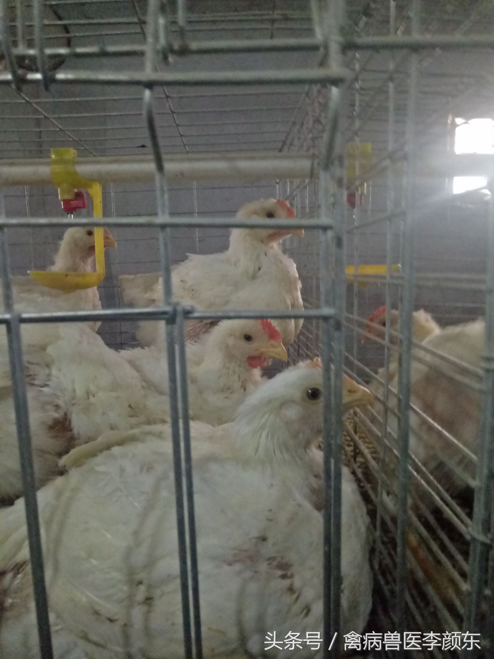 鸡病篇—细菌病大杆、腹膜炎、眼型的大肠杆菌治疗方案