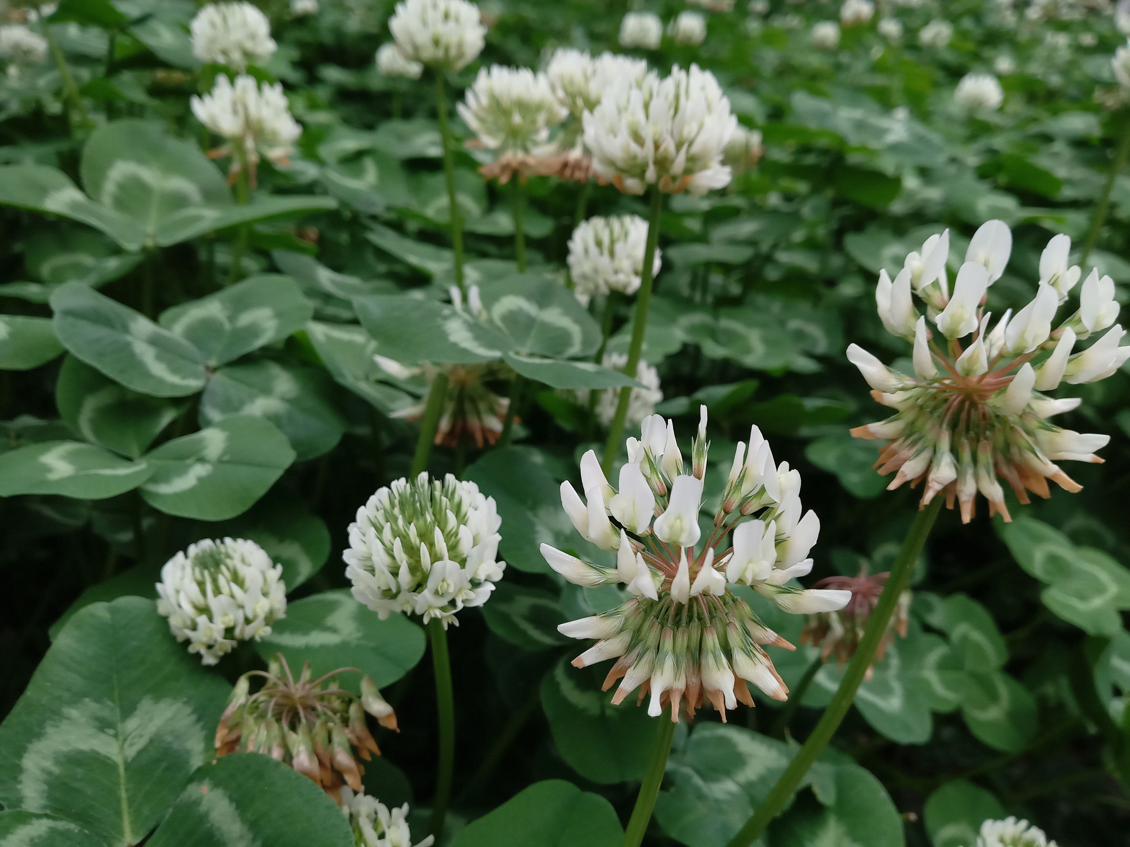 国美k1什么时候发布,虹膜识别国美k1