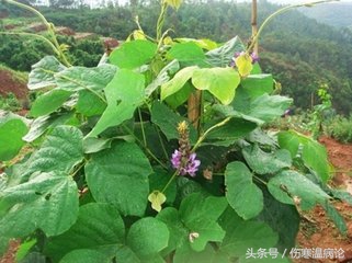 山东济南的当地药材，以章丘为主系列之七蔓荆子，柴胡，葛根