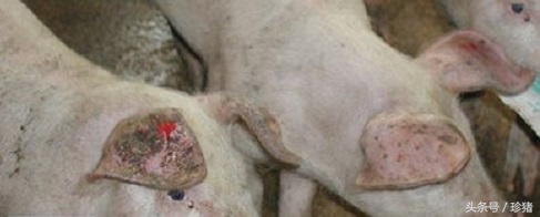 怎样预防猪癞皮病,猪癞皮症状图片大全