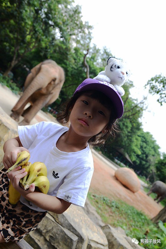 广州长隆野生动物园游玩攻略,广州长隆野生动物园攻略自由行