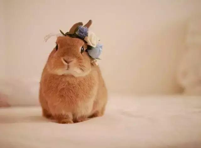 如果你养兔子了会怎样,养一只兔子会寂寞吗