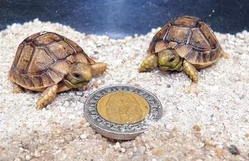 它被人冠以“小安格”的名号,却比真的安哥更金贵