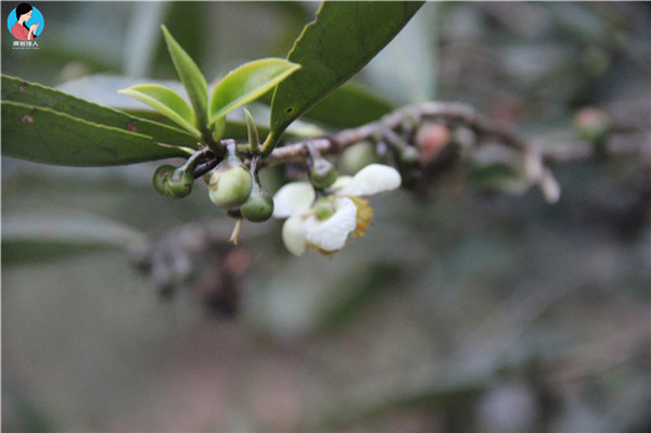 茶树什么时候开花结茶籽,茶树的茶果有什么作用