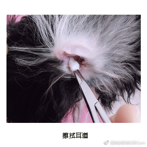 宠物耳道清洁,宠物美容学校30天能学到什么